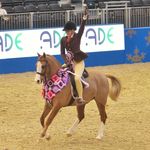 @equestrianalicestratton - Instagram