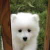 Alice Tam - @user62ljm8kd84 - TikTok