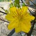 Alice Thao - Facebook