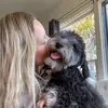 Tilly the Mini Aussiedoodle - @alice_tilly2 - TikTok