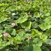 Alice Tseng - Facebook