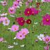 Alice Tseng - Facebook