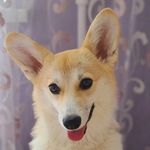 Аліса - @alice_welsh_corgi - Instagram