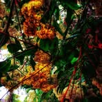 Alice Wickett - Facebook