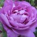 Alice Williamson - Facebook