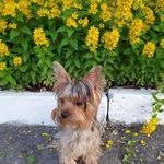 @_aliceyork_ - Instagram