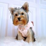Alice 🐶 - @alice.yorkiec - Instagram