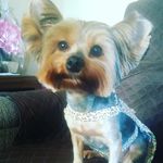 Alice - @alice_yorkshire - Instagram
