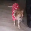 alicia olson - @doglove200 - TikTok