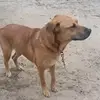 aliciaolson574 - @amber_the_dog_2018 - TikTok