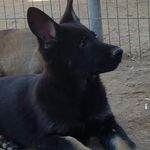 Alicia Shepherd - @germanshepherd32_ - Instagram