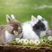 Alicia Simon - Facebook