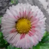 Alicja Czech198 - @stokrotka1047 - TikTok