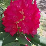 Alicja Pawlak - Facebook