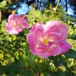 Alicja Szewczyk - Facebook