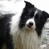 alicjatkaczyk797 - @alicjatkaczyk797 - TikTok