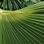 Alicja Wasilewska - @gardenicus_com - Instagram