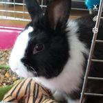alicja ziemba - @hejo_to_moje_zwierzaki - Instagram