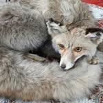ali rahmani - @ali_dabell - Instagram