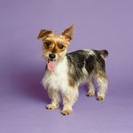Alida Bonifaz - @alidabonpets - Instagram
