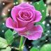 Alida Becerra Caceres - Facebook