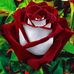 Alida Maldonado - Facebook