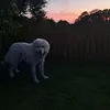 Alvyda Molloy - @alvyda.molloy - TikTok