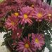 Alida Pena - Facebook