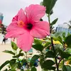 Alida Rivera - @alidaivriv - TikTok