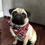 AlidaTaylor - @pug_reggie_pug - Instagram