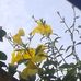 Alieu Demba - Facebook