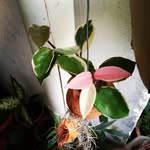 Alingreen - @alinlovegreen - Instagram