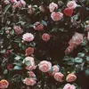Alina - @alinaabrahamyan - TikTok