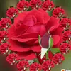 alina ho - @user994517094757 - TikTok
