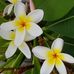 Alina Jones - Facebook