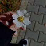 Alina Khalid - @alinakhalid09 - Instagram