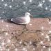 Aline Brunet - Facebook