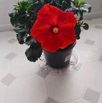 Aline Levesque - Facebook
