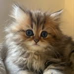 Alisa Johnston - @alisa.johnston.501 - Instagram