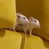 not_Alisa_Oh - @not_alisa_oh - TikTok