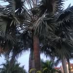 Alisa Ott - @aott31 - Instagram