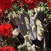 Alisa Ottoli - Facebook
