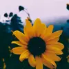 Alissa Beal - @alicat385 - TikTok