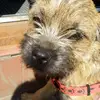 alisha dominique cropper - @cropper.paul - TikTok
