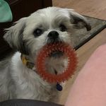Alicia Crowder - @dogmom77_08 - Instagram