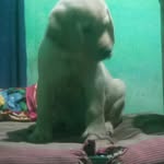 @alisha_dave_iamdog123123 - Instagram