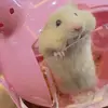 Pussy - @alishaelizabest - TikTok