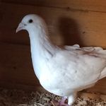 Alishaflaherty - @alishatimflaherty - Instagram