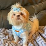 Alisha Marie Godby Gray - @grays_shihtzu_shenanigans - Instagram