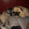 Alisha Thompson - @pug.momma - TikTok